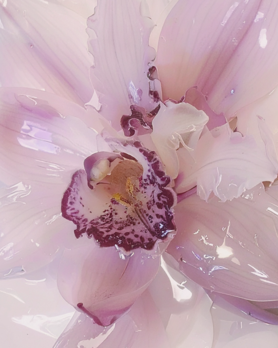 Floral Objects - Preserved Orchids